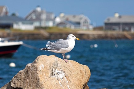 Yarmouth Cape Cod vacation rental - The locals sometimes stop by for a visit.