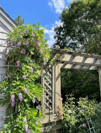 Osterville Cape Cod vacation rental - Wisteria! On patio