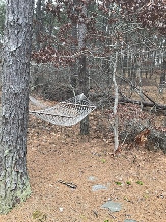 Wellfleet Cape Cod vacation rental - Hammock in the back yard is the perfect place to take a nap