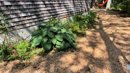 East Falmouth, Hatchville  Cape Cod vacation rental - Plenty of Plants & Landscaping