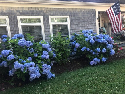 Wareham MA vacation rental - Front of house with beautiful hydrangeas