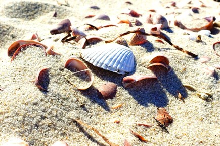 Yarmouth Cape Cod vacation rental - Be sure to collect your favorite shell souvenirs