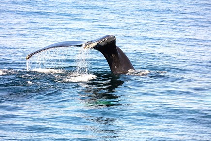 Yarmouth Cape Cod vacation rental - Whales