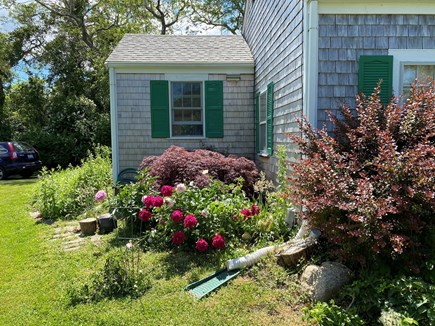 West Brewster Cape Cod vacation rental - Lovely roses, hydrangea, Japanese maples and peonies
