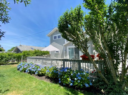 Brewster Cape Cod vacation rental - Beautiful backyard with hydrangeas