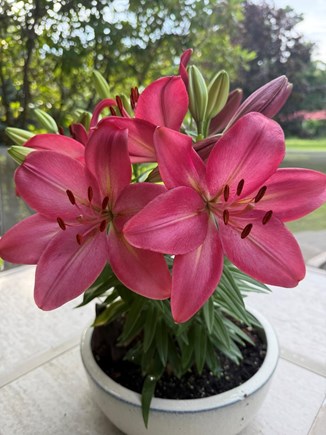 Eastham Cape Cod vacation rental - My lilies