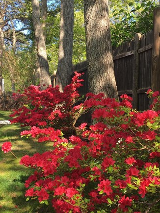 Yarmouthport/Off 6A Cape Cod vacation rental - Enjoy a plethora of colors in landscaped enclosed yard
