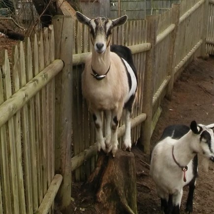 Dennis Port Cape Cod vacation rental - Milking goats