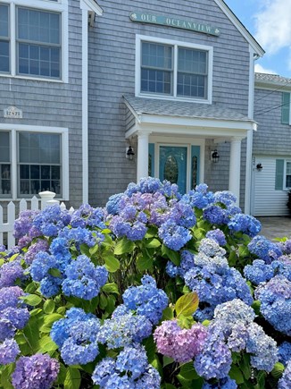 South Yarmouth  Cape Cod vacation rental - Hydrangeas for days!