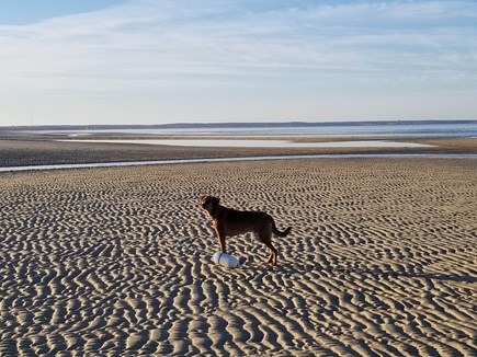 Eastham Cape Cod vacation rental - Dogs allowed on beach in offseason