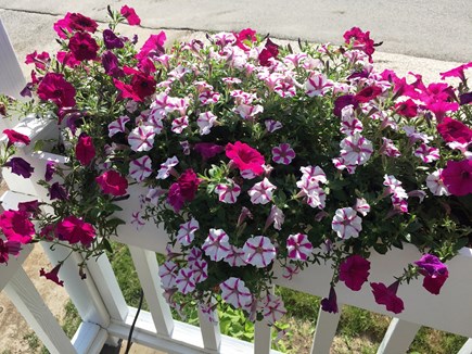Falmouth, New Silver Beach Cape Cod vacation rental - Close up of our porch flowers. Every year we plant new ones