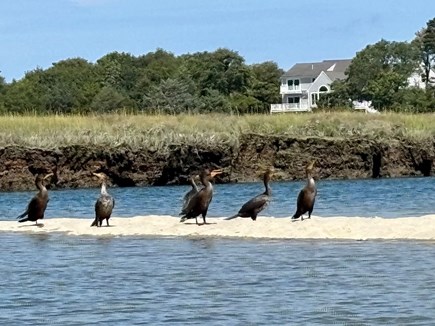 East Sandwich Cape Cod vacation rental - Plenty of birdwatching
