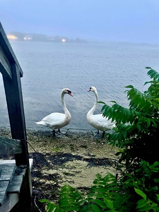 Falmouth Heights Cape Cod vacation rental - Fine feather friends will probably stop by