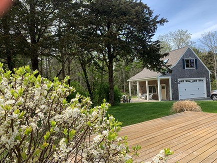 Orleans Cape Cod vacation rental - Beach plums in bloom by the deck...
