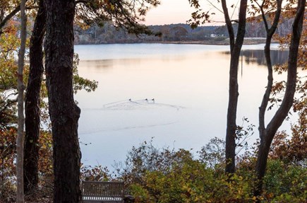 Brewster Cape Cod vacation rental - Look, ducks on the pond!