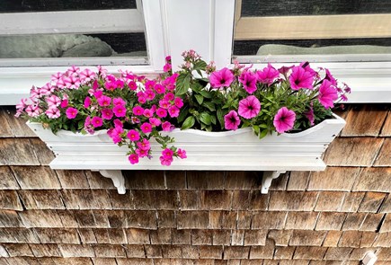 Brewster Cape Cod vacation rental - Window boxes :)
