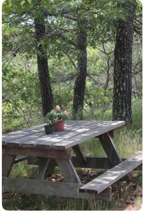 Truro Cape Cod vacation rental - Your own wooded and grassy space outside. Al fresco dining!