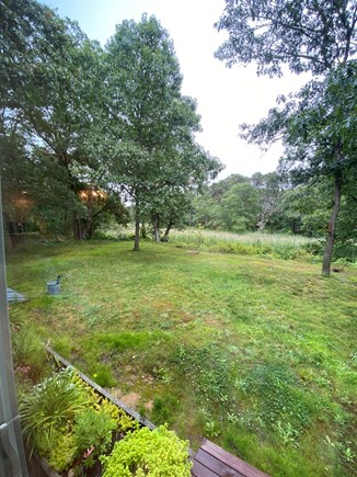 Wellfleet Cape Cod vacation rental - Backyard, with unobstructed view of trees and wetlands