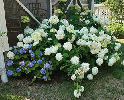 Dennis Cape Cod vacation rental - 