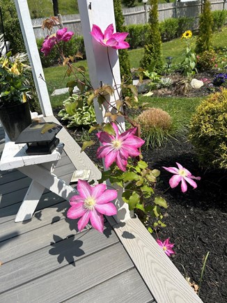 Bourne, Sagamore Cape Cod vacation rental - We try to have a garden constantly filled with blooms and color