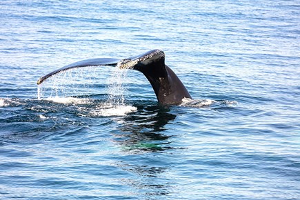 Centerville Cape Cod vacation rental - Whales! Don't miss the boat !