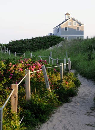 Dennis Port Cape Cod vacation rental - Beach roses along the path to the beach house