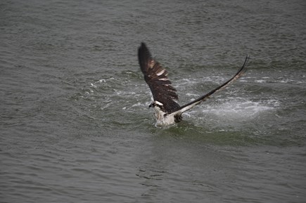 Dennis Port Cape Cod vacation rental - Osprey landing