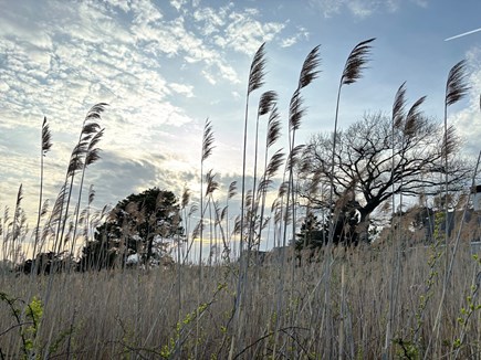 Hyannis Cape Cod vacation rental - Spring sky over the marsh.