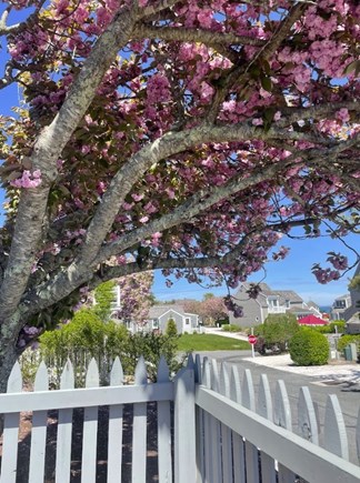 Mashpee, Maushop Village Cape Cod vacation rental - View from the deck, cherry blossom tree & the water