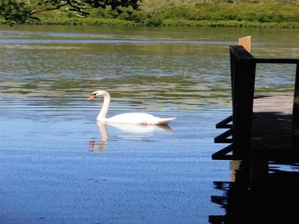 Barnstable, Hyannis Cape Cod vacation rental - Come watch swan sun-bathing from our backyard!