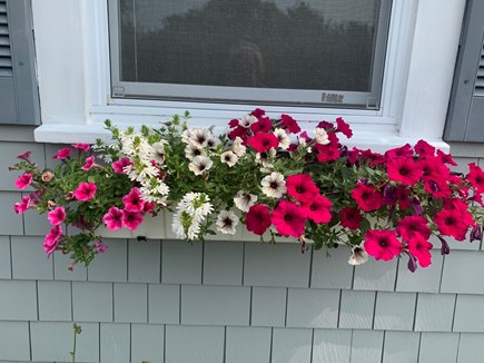 Orleans Cape Cod vacation rental - Window boxes on cottage