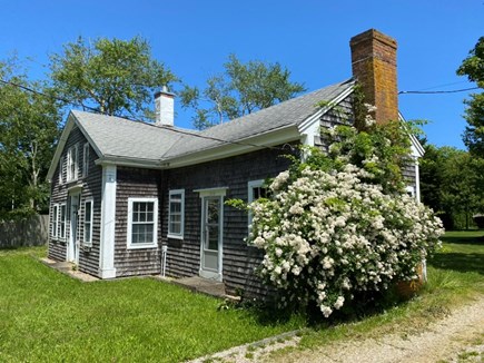 Chatham Cape Cod vacation rental - Wild cape roses when in bloom.