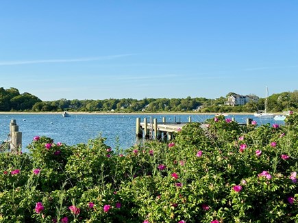 Falmouth, New Silver Beach Cape Cod vacation rental - Fragrant beach roses and sparkling water at Megansett Beach!