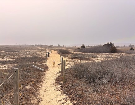 Mashpee Cape Cod vacation rental - Plenty of hiking trails and yes, we are dog friendly!
