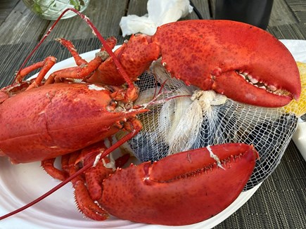 Yarmouth Cape Cod vacation rental - Best lobster around!