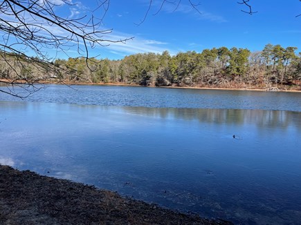 Marstons Mills Cape Cod vacation rental - Patty's Pond a short walk behind Bluefish