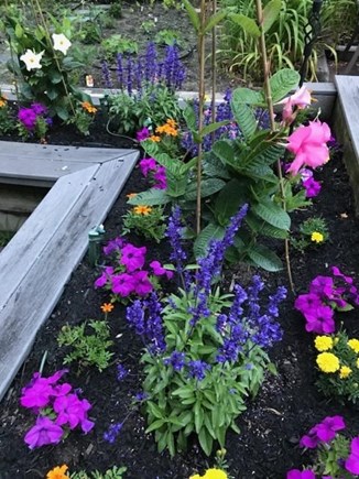 Dennis Cape Cod vacation rental - Lovely landscaping poolside