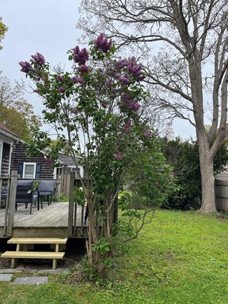 East Falmouth Cape Cod vacation rental - Quiet yard in beautiful neighborhood