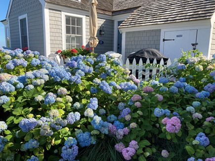 New Seabury Cape Cod vacation rental - Hydrangea Palooza !