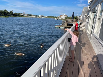 Centerville River Cape Cod vacation rental - Favorite kids activity: FEEDING THE DUCKS!