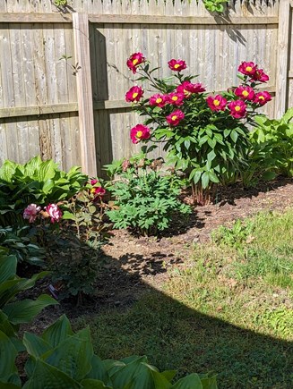 Marstons Mills Cape Cod vacation rental - Fenced yard with gardens, also separate fenced yard for dog.