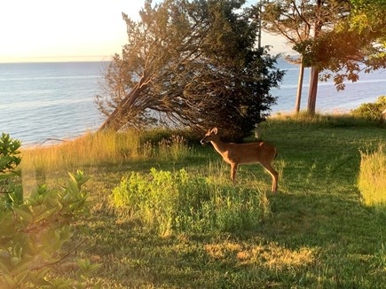 Plymouth, Ellisville MA vacation rental - More Wildlife