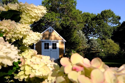 Cotuit, Barnstable Cape Cod vacation rental - Play cornhole in the lush backyard with plenty of hydrangea!