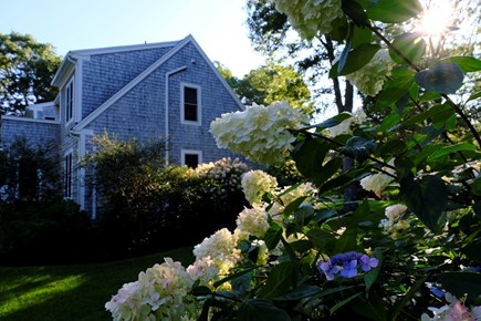 Cotuit Cape Cod vacation rental - Filled w hydrangea in season