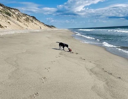 Wellfleet Cape Cod vacation rental - Dogs allowed on National Seashore