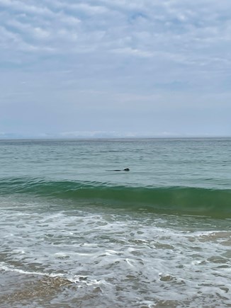 Eastham, Cranberry Cottages Cape Cod vacation rental - Seal sighting at Nauset