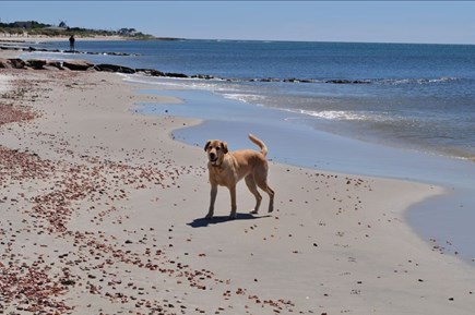 West Dennis Cape Cod vacation rental - Dogs love the beach - we let them run in mornings and evenings.