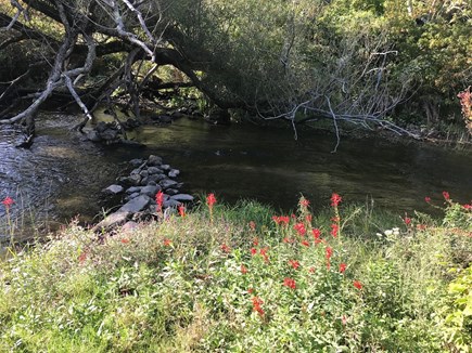 Sandwich Cape Cod vacation rental - Stream in back yard