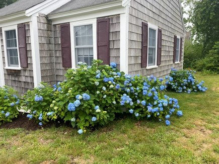 Dennis Port Cape Cod vacation rental - Front of house - hydranges in bloom!