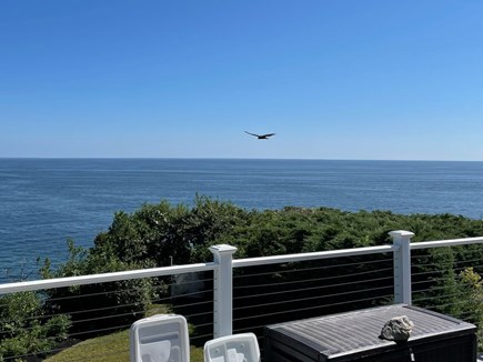 Plymouth MA vacation rental - Lots of birds, whales, and wild life to enjoy!